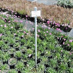 Magic Growers - Super clean and well organized beds.