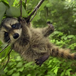 Wildlife Masters