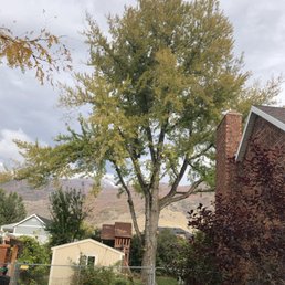 Here are pictures of the tree following the pruning. Here are pictures of the tree following the pruning.
