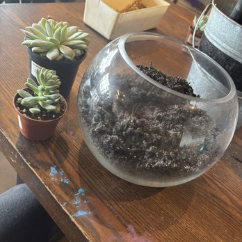 The Sipping Plant - The fun continues. Got my large and small succulent that is included in the pricing! - Paint & Sip Near Me - Sandy Springs, Georgia The Sipping Plant - The fun continues. Got my large and small succulent that is included in the pricing! - Paint & Sip Near Me - Sandy Springs, Georgia