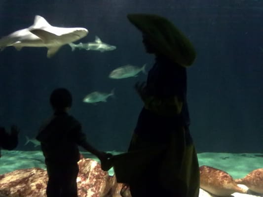 Acquario di Livorno by null