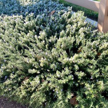 Lyle Marsh Inclusive Playground - Rosemary bushes in bloom. - Playgrounds Near Me - Menifee, California Lyle Marsh Inclusive Playground - Rosemary bushes in bloom. - Playgrounds Near Me - Menifee, California