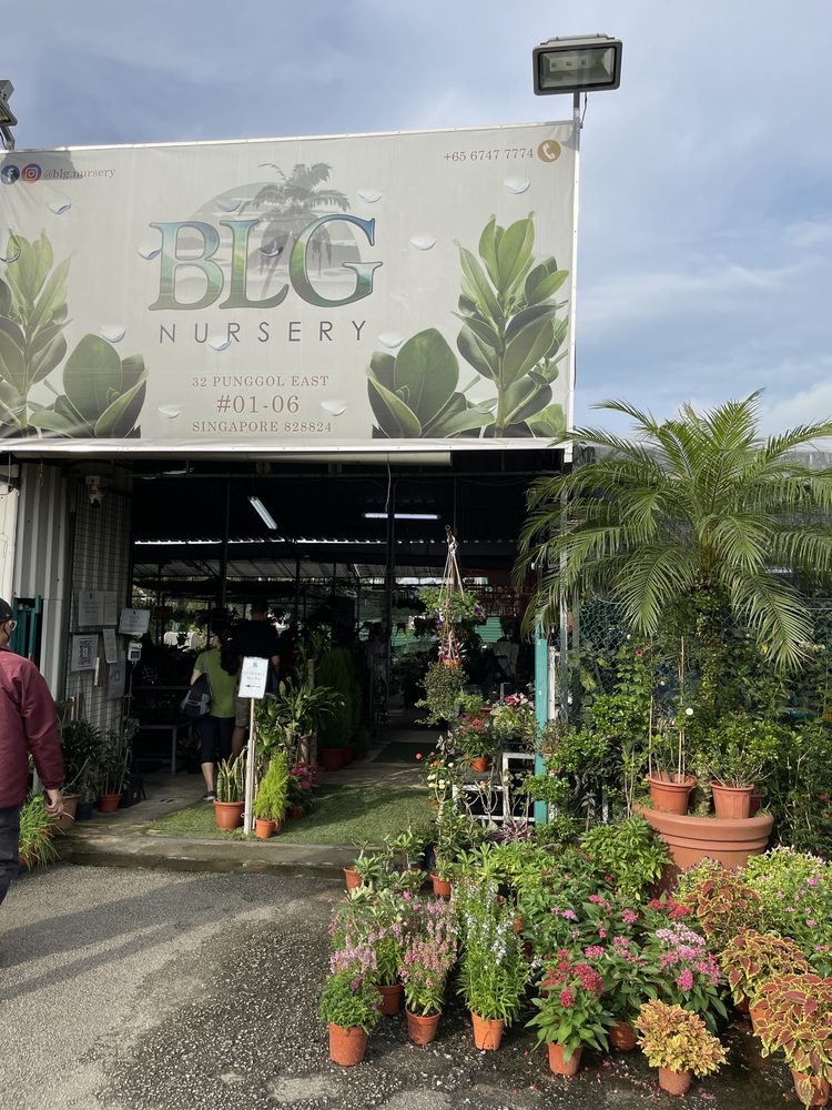 BLG NURSERY Updated August 2024 32 Punggol E, Singapore, Singapore