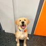 Dogtopia