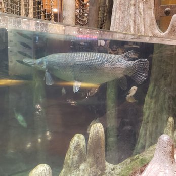 Bass Pro Shops - Tank - Outdoor Gear Near Me - Springfield, Missouri