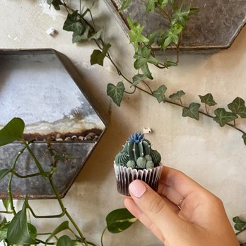 Urban Backyard - Succulent cupcakes were cute but not good! - Coffee & Tea Near Me - New York, New York Urban Backyard - Succulent cupcakes were cute but not good! - Coffee & Tea Near Me - New York, New York