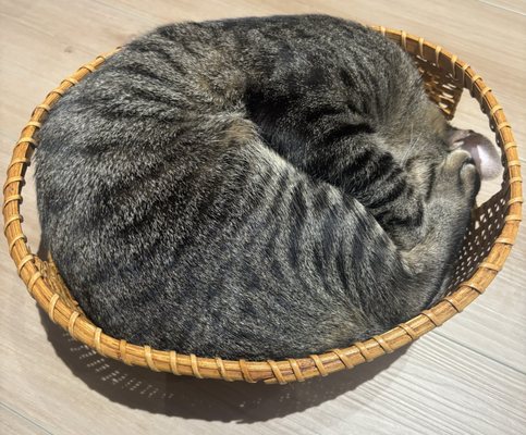 Kokoro Cat Café by null