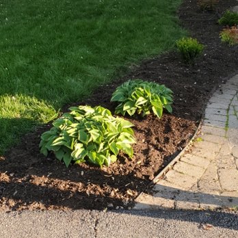 MA Tree Solution - Trasformación - Tree Services Near Me MA Tree Solution - Trasformación - Tree Services Near Me