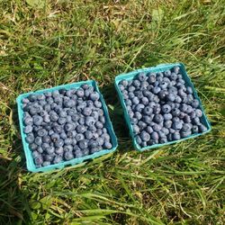 Peppers Blueberry Hill Farm