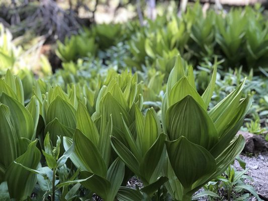 Lembert Dome by null