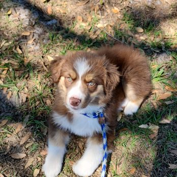 Advanced Canine Development - Pet Training Near Me - Punta Gorda, Florida