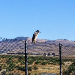 Marlin Pound Neighborhood Park - Night heron