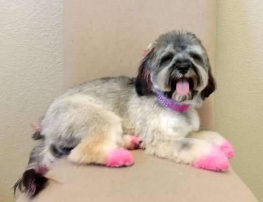 petastic pet grooming