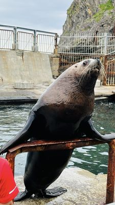 Otaru Aquarium by null