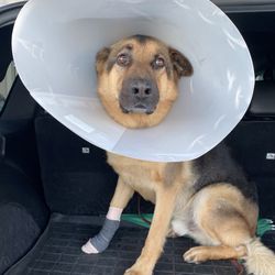 PetMedic Urgent Care Vet Clinic - Thank you for the awesome care!
