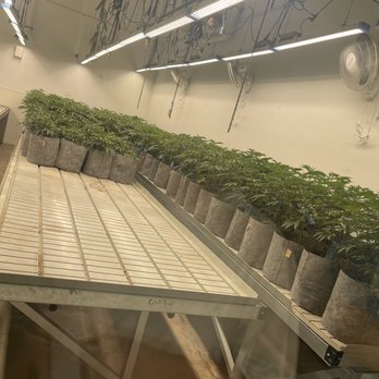 Seed & Smith - Cannabis Dispensaries Near Me - Denver, Colorado Seed & Smith - Cannabis Dispensaries Near Me - Denver, Colorado