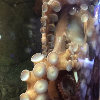 Seattle Aquarium - Aquariums Near Me - Seattle, Washington