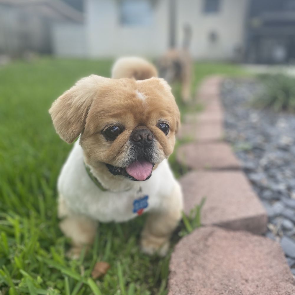 Bow Wow - Pet Sitting Near Me - Coral Springs, Florida