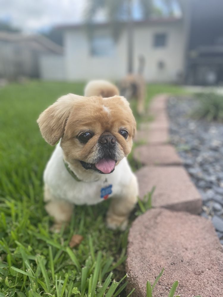 Bow Wow Image