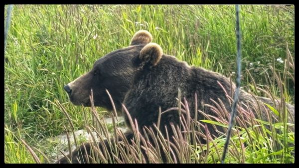 DIPAC Macaulay Salmon Hatchery by null