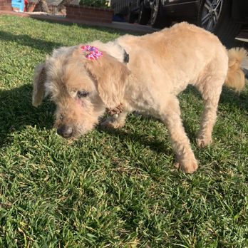 Lovely Pet Spa - Pet Groomers Near Me - Montebello, California