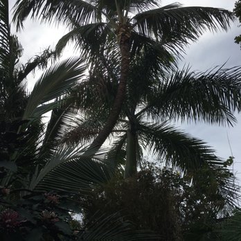 Serenitree - After - Tree Services Near Me - Kailua, Hawaii Serenitree - After - Tree Services Near Me - Kailua, Hawaii