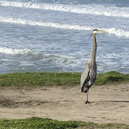 1 Great Blue Heron on the park ground of San Gregario State Beach!