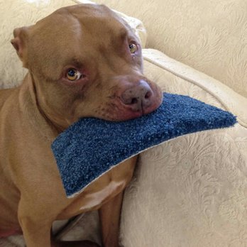 Flooring Design - a dog chewing on a pillow - Flooring Near Me - Jacksonville, North Carolina