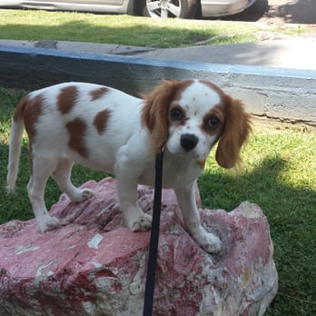 The Groom Room - Lexi just home after a visit to the Groom Room! - Pet Groomers Near Me - Sherman Oaks, California The Groom Room - Lexi just home after a visit to the Groom Room! - Pet Groomers Near Me - Sherman Oaks, California