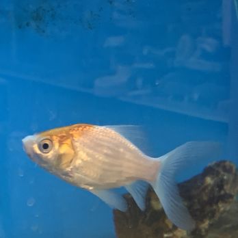 PetSmart - #photography #fish - Pet Stores Near Me - Chino, California
