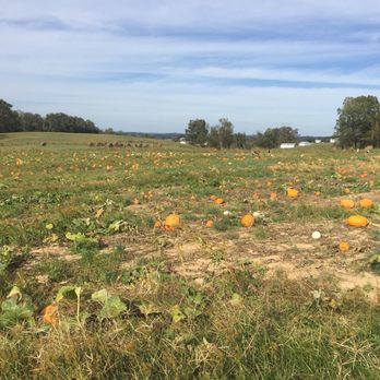 Buffalo Trail Orchard - Pick Your Own Farms Near Me - Greeneville, Tennessee
