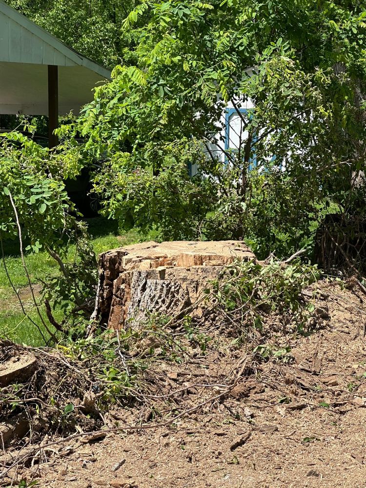 Benigno Perez Tree Services - tree service in Louisville, KY