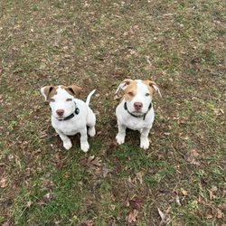 Childress Heating & AC - Princess Penny & PJ