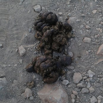 Estrella Mountain Regional Park - Eeew whatch out for the hourse poop. Please clean them ASAP! - Parks Near Me - Goodyear, Arizona Estrella Mountain Regional Park - Eeew whatch out for the hourse poop. Please clean them ASAP! - Parks Near Me - Goodyear, Arizona