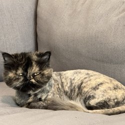 EarthWise Pet Valrico