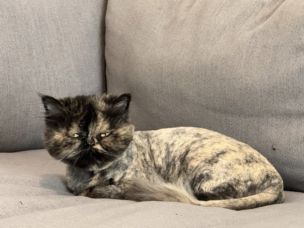 EarthWise Pet Valrico Image