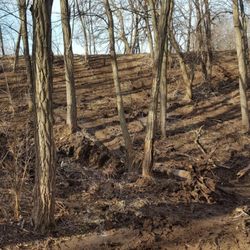 Husband Family Excavating - Cleaned up all the under brush with the forestry mulcher.