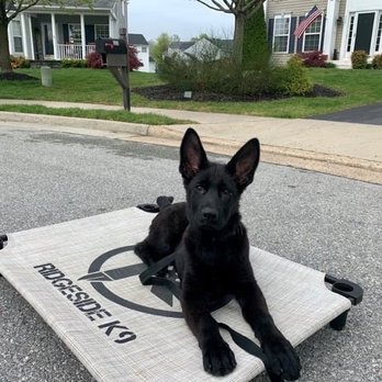 Ridgeside K9 - Pet Training Near Me - Bluemont, Virginia Ridgeside K9 - Pet Training Near Me - Bluemont, Virginia