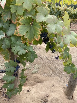 Element 79 Vineyards and Winery by null