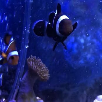 Aquatic Treasures - Personal clown pair - Aquarium Services Near Me - Las Vegas, Nevada Aquatic Treasures - Personal clown pair - Aquarium Services Near Me - Las Vegas, Nevada