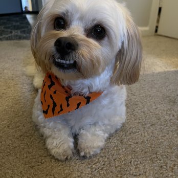 Woof Pack Grooming - Festive bandanas for Halloween - Pet Groomers Near Me - Camarillo, California Woof Pack Grooming - Festive bandanas for Halloween - Pet Groomers Near Me - Camarillo, California