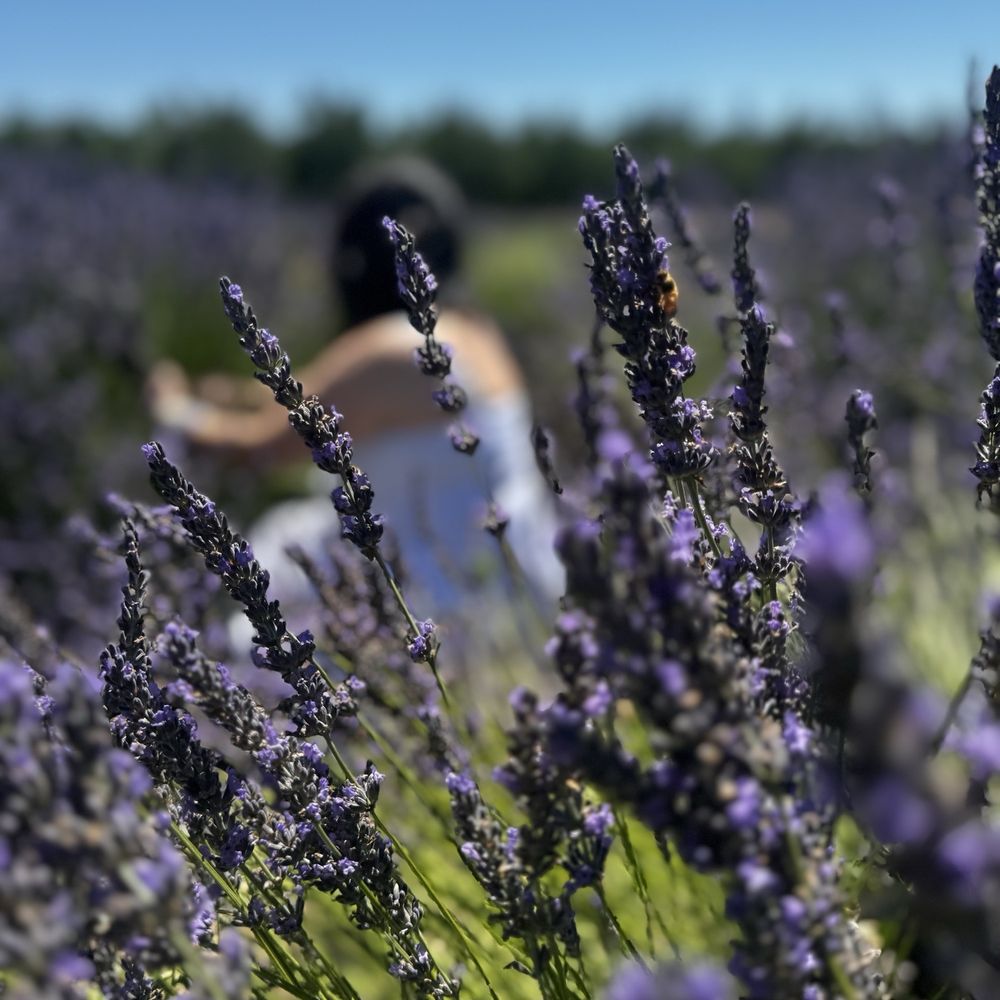 TOP 10 BEST Lavender Fields in Sunnyvale, CA - Updated 2026 - Yelp