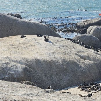 Advantage International - Penquins - Tours Near Me - Chicago, Illinois