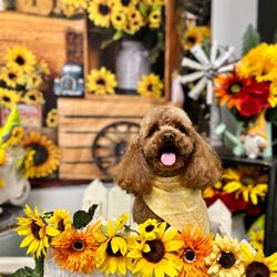 Critter Cuts Dog Grooming