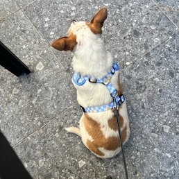 Lucy Lucy