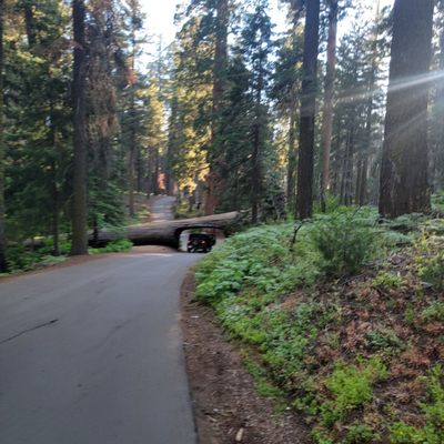 Sequoia National Park's Tunnel Log by null