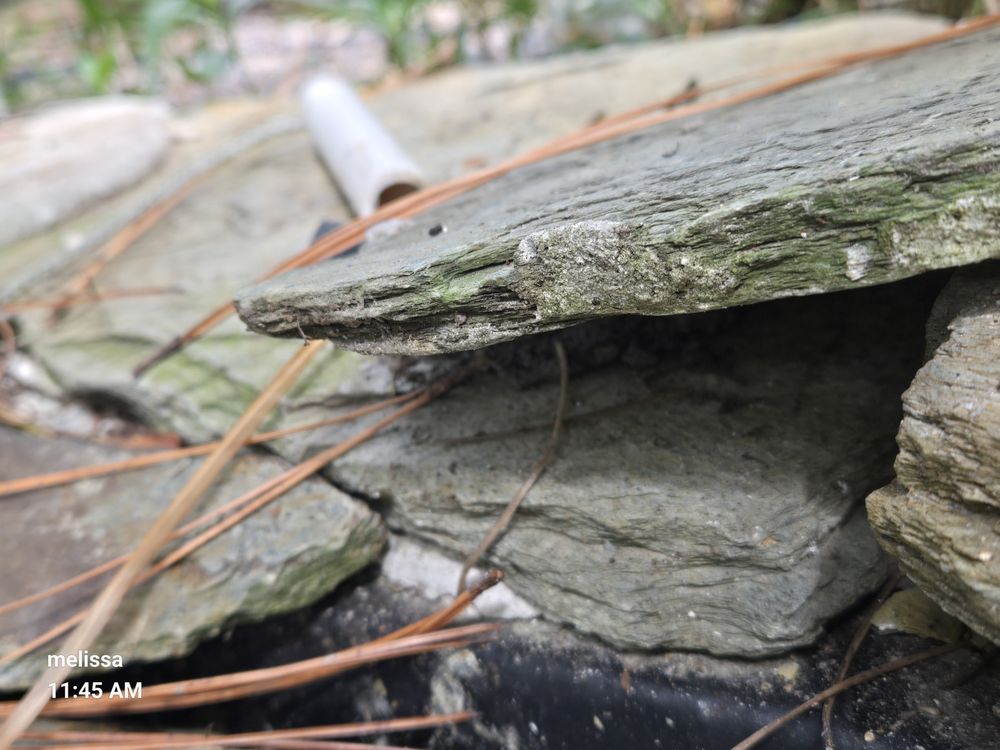 Koi Kompanion - koi in Ruskin, FL