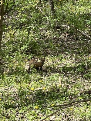 McCormick's Creek State Park by null
