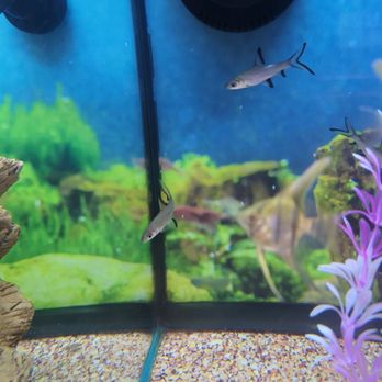 Pet Supplies Plus Ames - Fish - Pet Groomers Near Me - Ames, Iowa