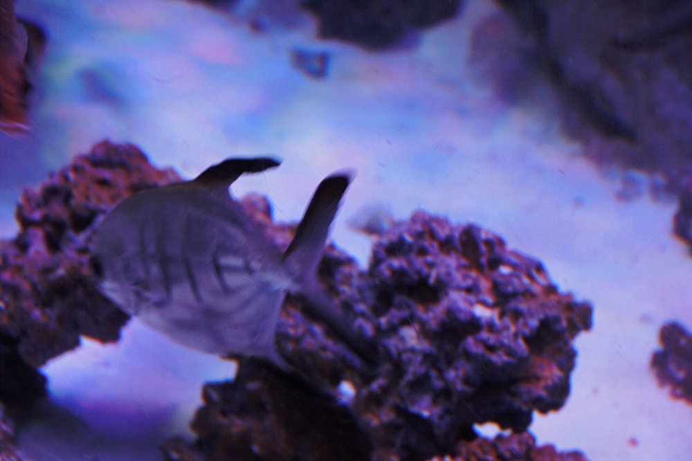 VIA AQUARIUM Updated June 2024 202 Photos & 61 Reviews 93 W